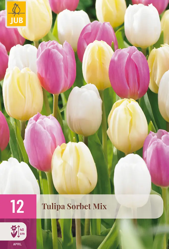 850683/8506 Směs tulipánů Sorbet směs 12ks