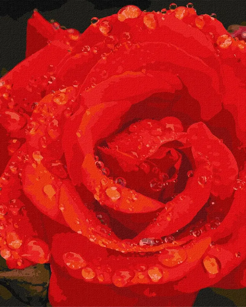 Ideyka Malování podle čísel obraz růže 40x50cm - 1 ks