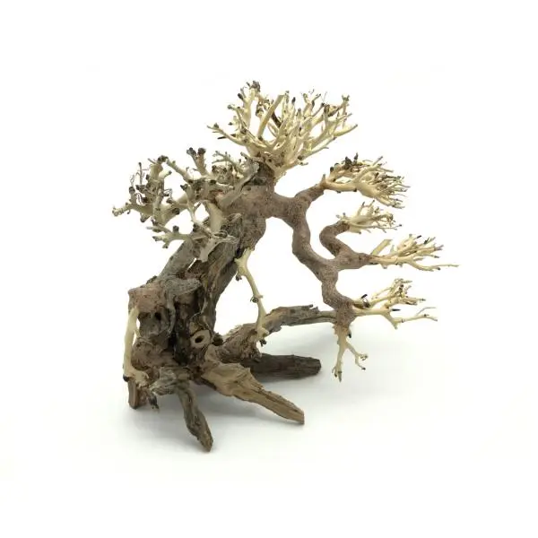 Bonsai Driftwood 25 x 20 x 23 cm č. 82
