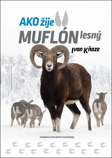 Ako žije muflón lesný
