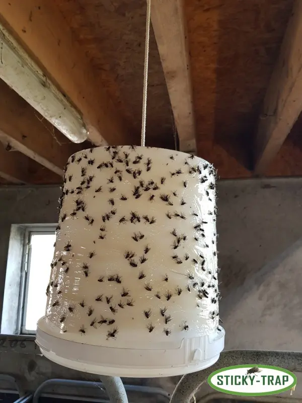 Sticky Trap Bílý kyblík k výrobě pasti na mouchy (Sticky Trap Bílý kyblík k výrobě pasti na mouchy, 3ks)