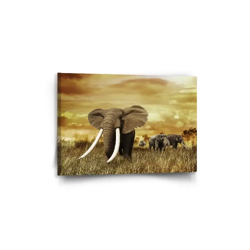 Obraz Slon Africký - 60x40 cm