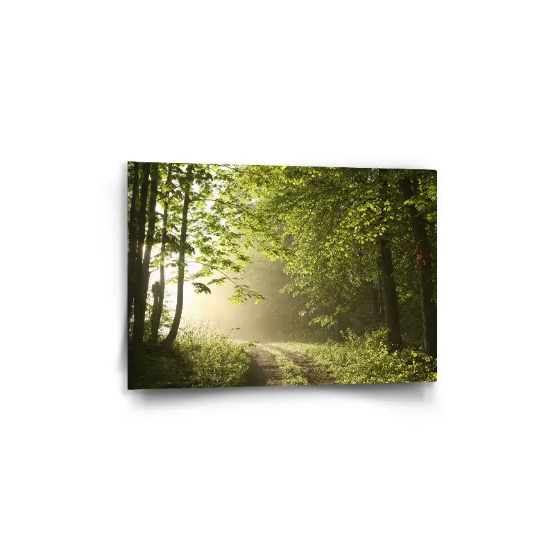Obraz Lesní cesta - 60x40 cm
