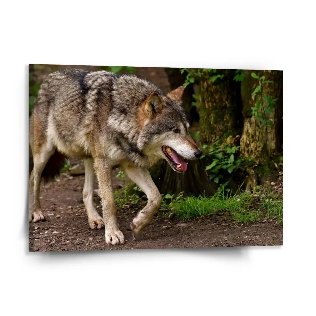Obraz Vlk - 150x110 cm