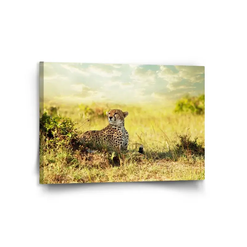 Obraz Gepard - 120x80 cm