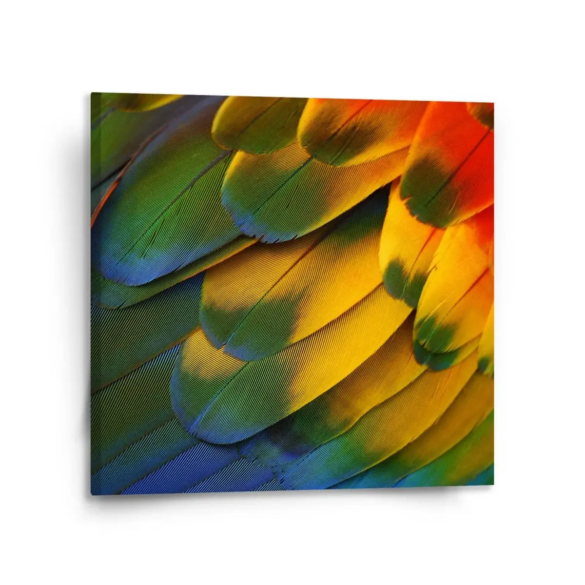 Obraz Barevné peří - 110x110 cm