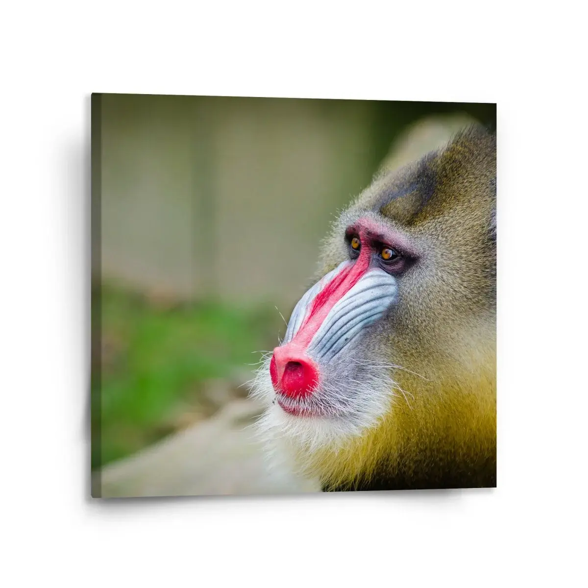 Obraz Mandril - 110x110 cm