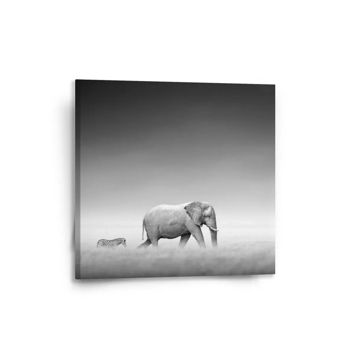 Obraz Slon a zebra - 50x50 cm