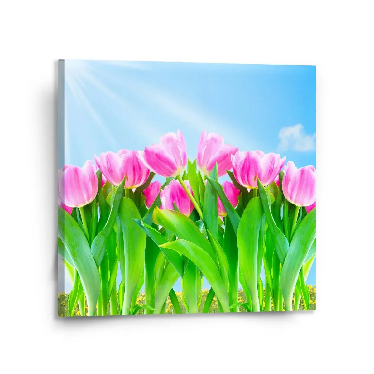 Obraz Růžové tulipány - 110x110 cm