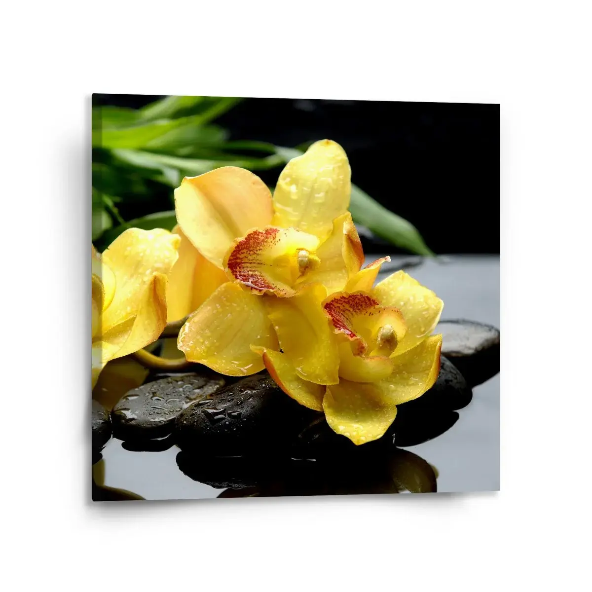 Obraz Žluté orchideje - 110x110 cm