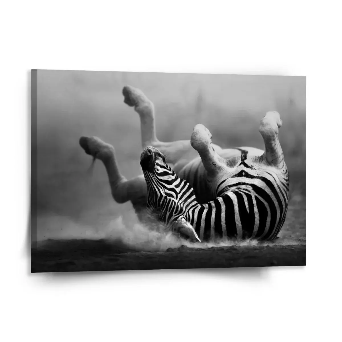 Obraz Válející se zebra - 150x110 cm