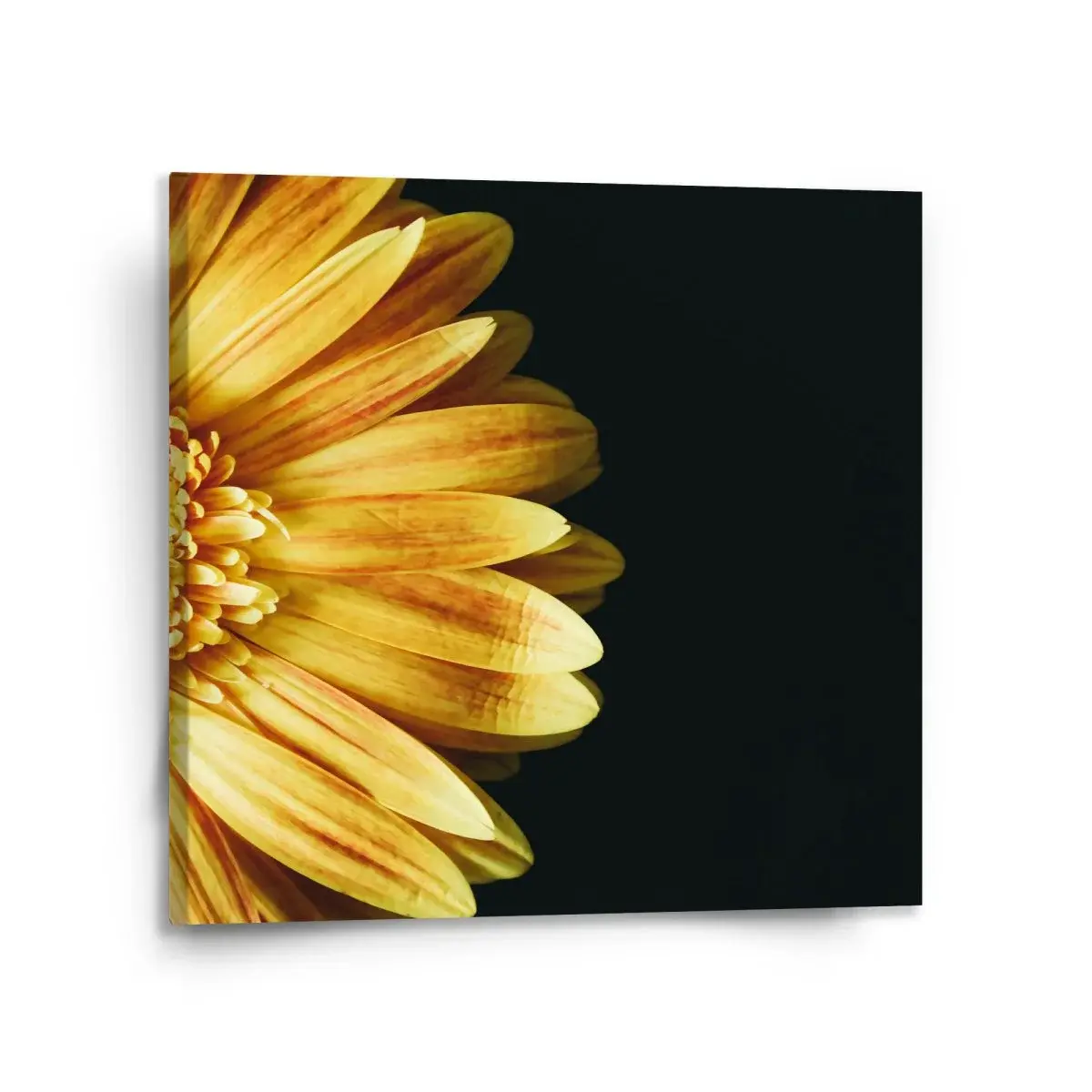 Obraz žlutá gerbera - 110x110 cm
