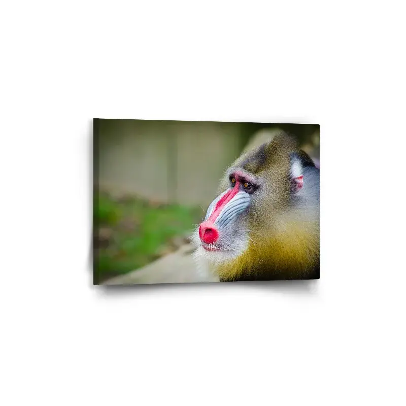 Obraz Mandril - 60x40 cm