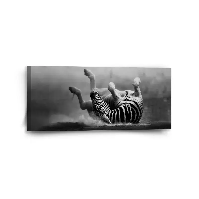 Obraz Válející se zebra - 110x50 cm