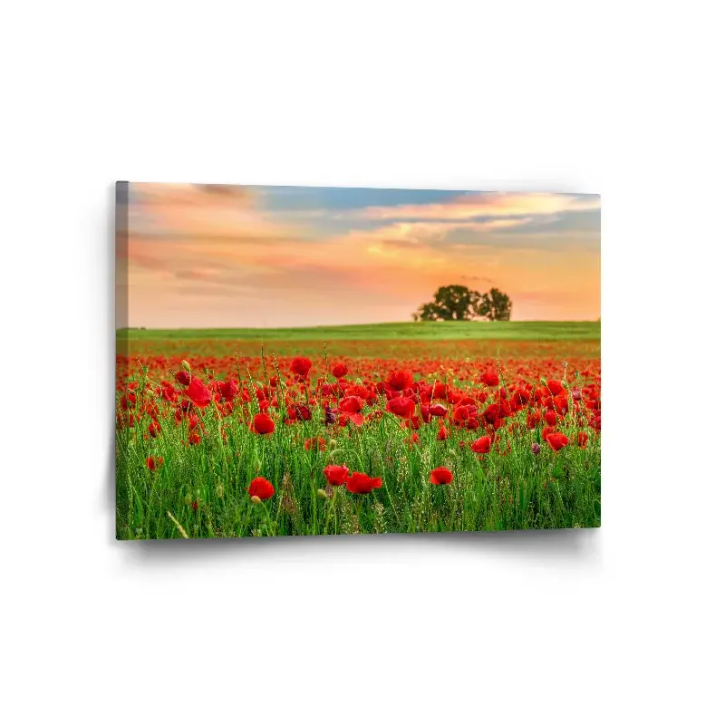 Obraz Pole vlčích máků 2 - 120x80 cm