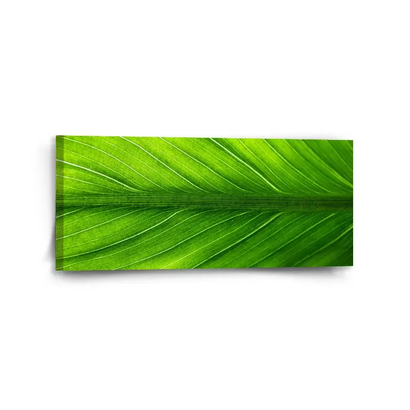 Obraz List 2 - 110x50 cm