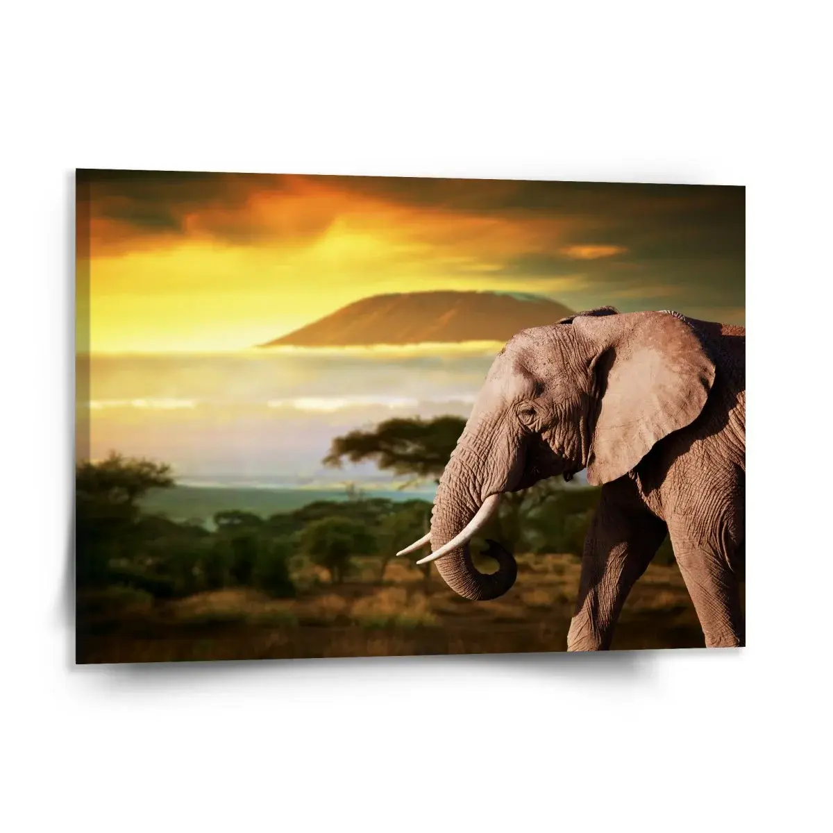 Obraz Slon z profilu - 150x110 cm
