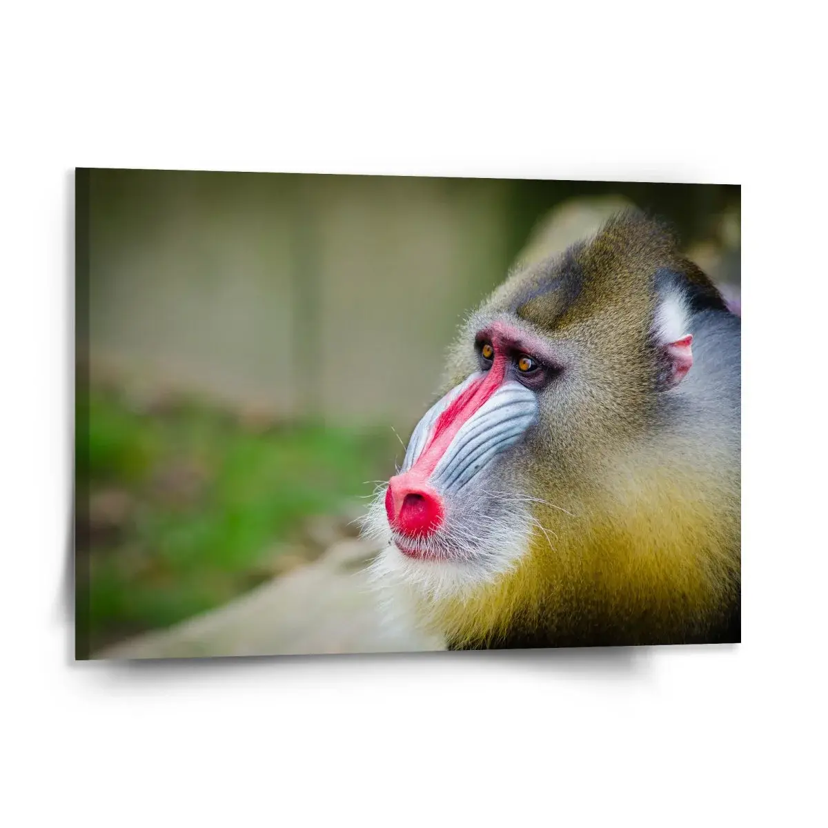 Obraz Mandril - 150x110 cm