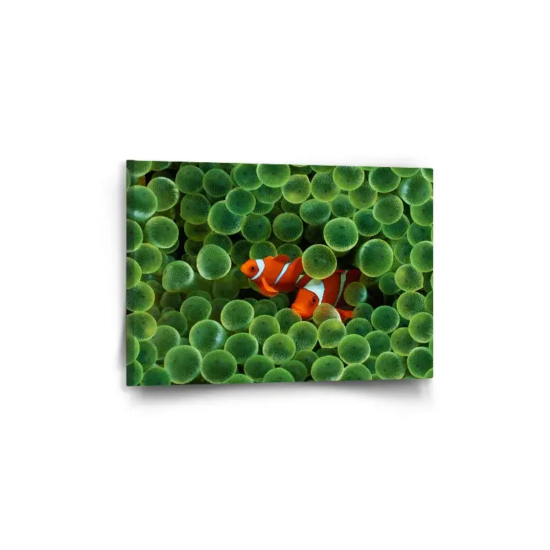 Obraz Klaun očkatý - 60x40 cm