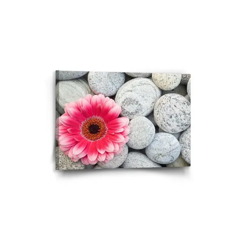 Obraz Gerbera na kamenech - 60x40 cm