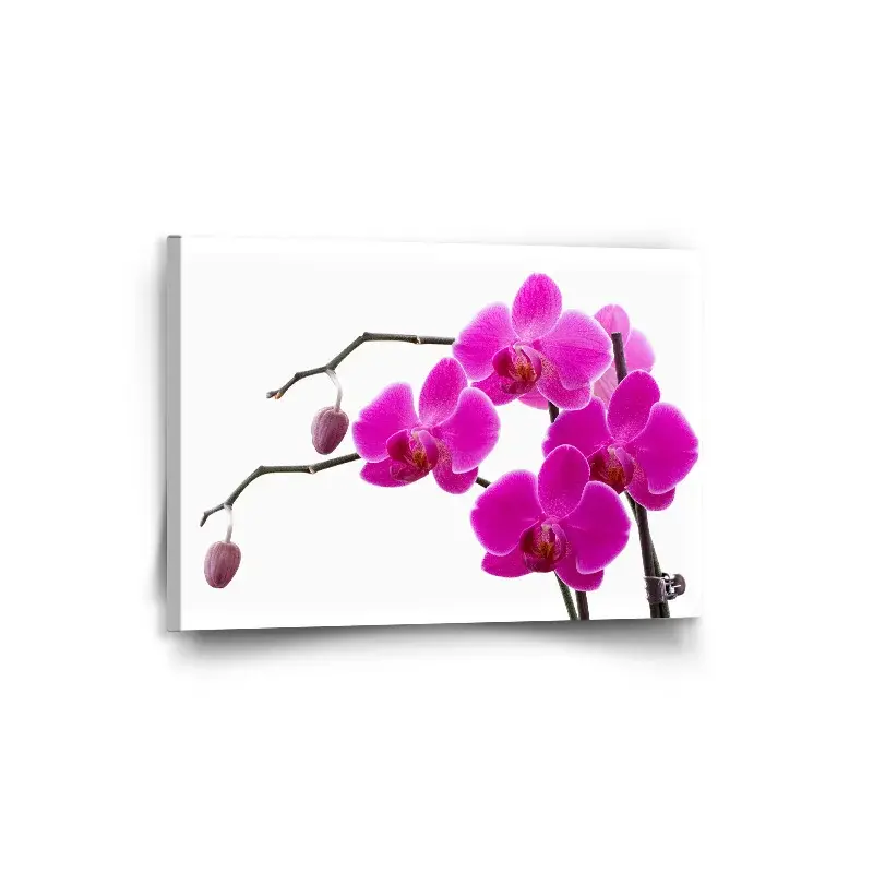 Obraz Fialové orchideje - 90x60 cm