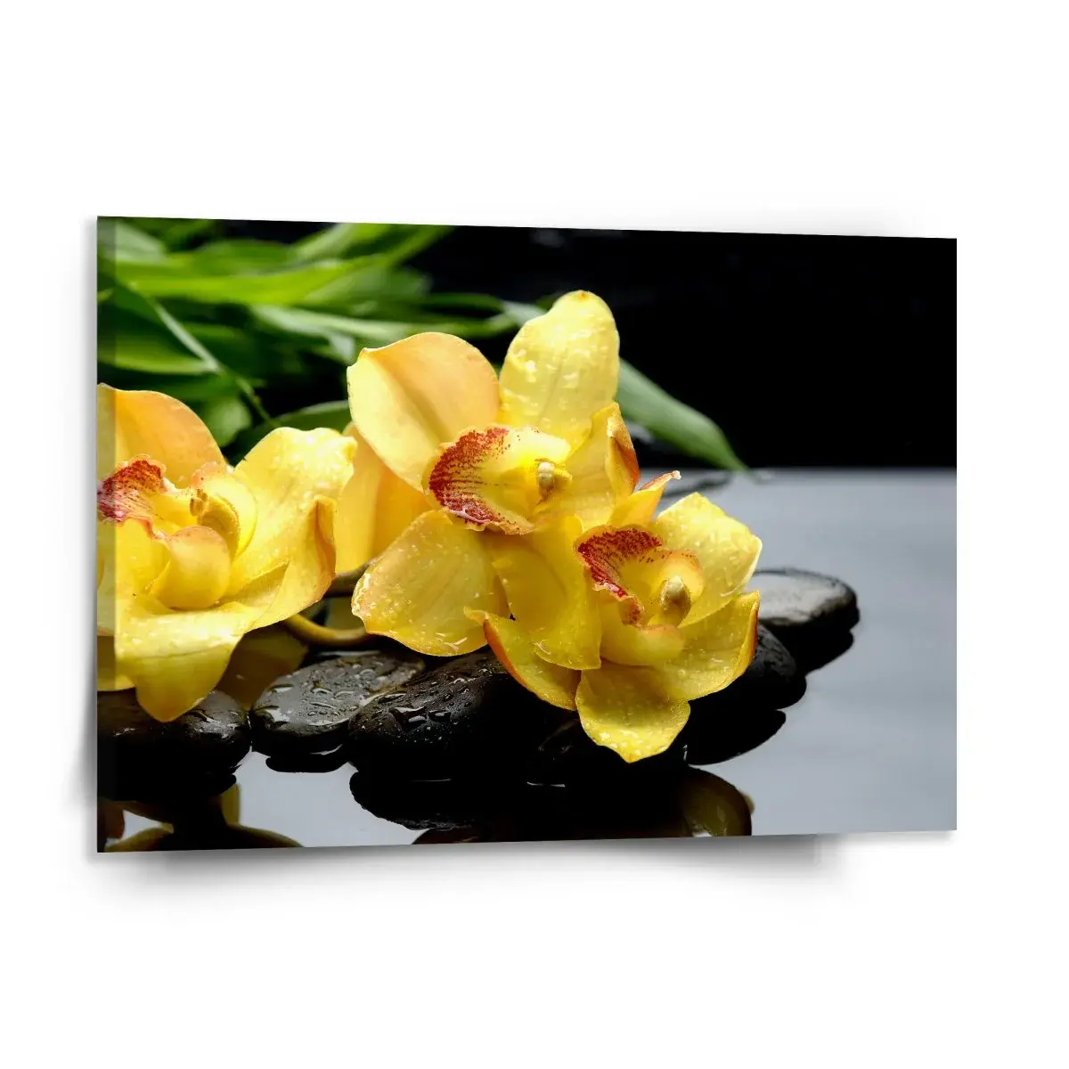 Obraz Žluté orchideje - 150x110 cm