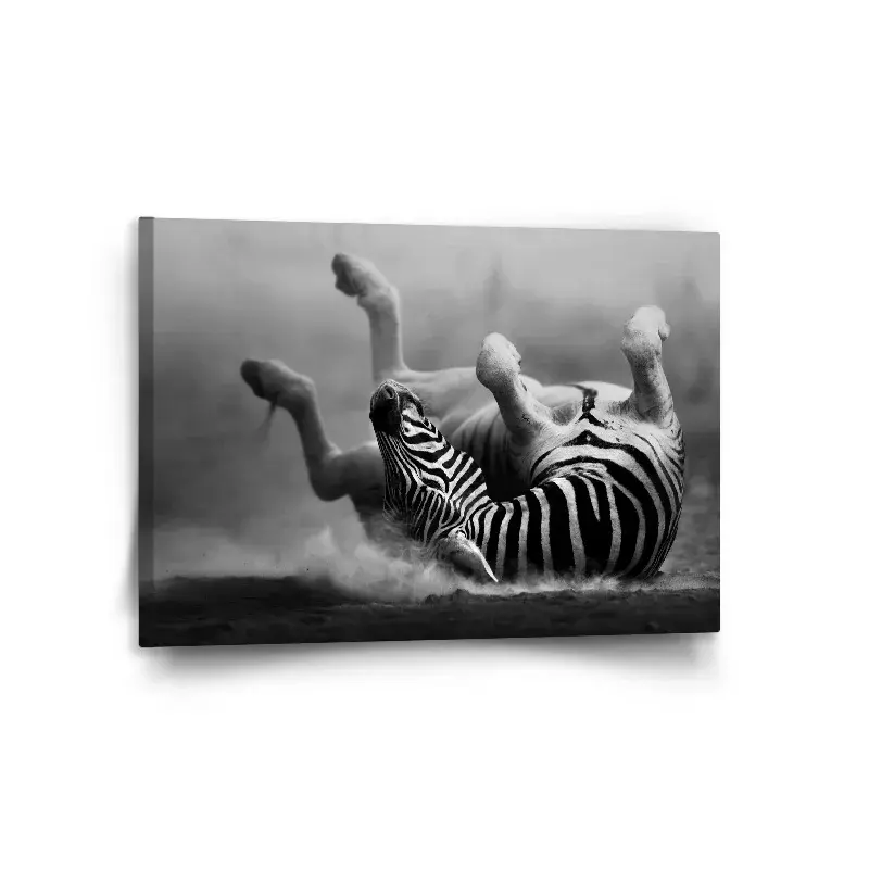 Obraz Válející se zebra - 120x80 cm