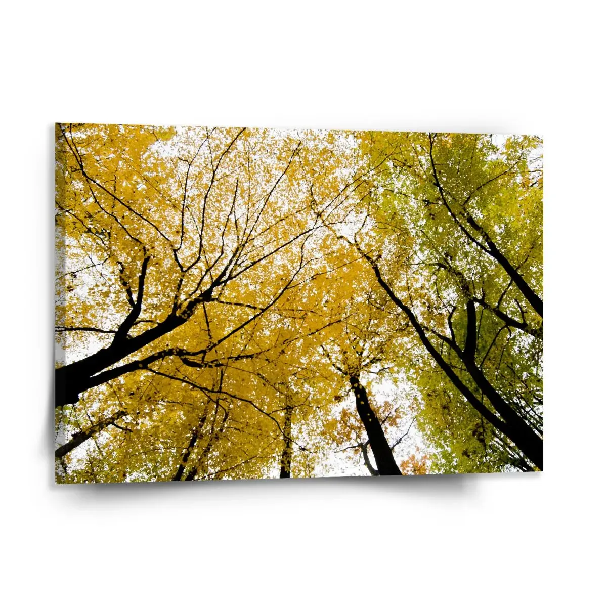 Obraz Koruny stromů - 150x110 cm
