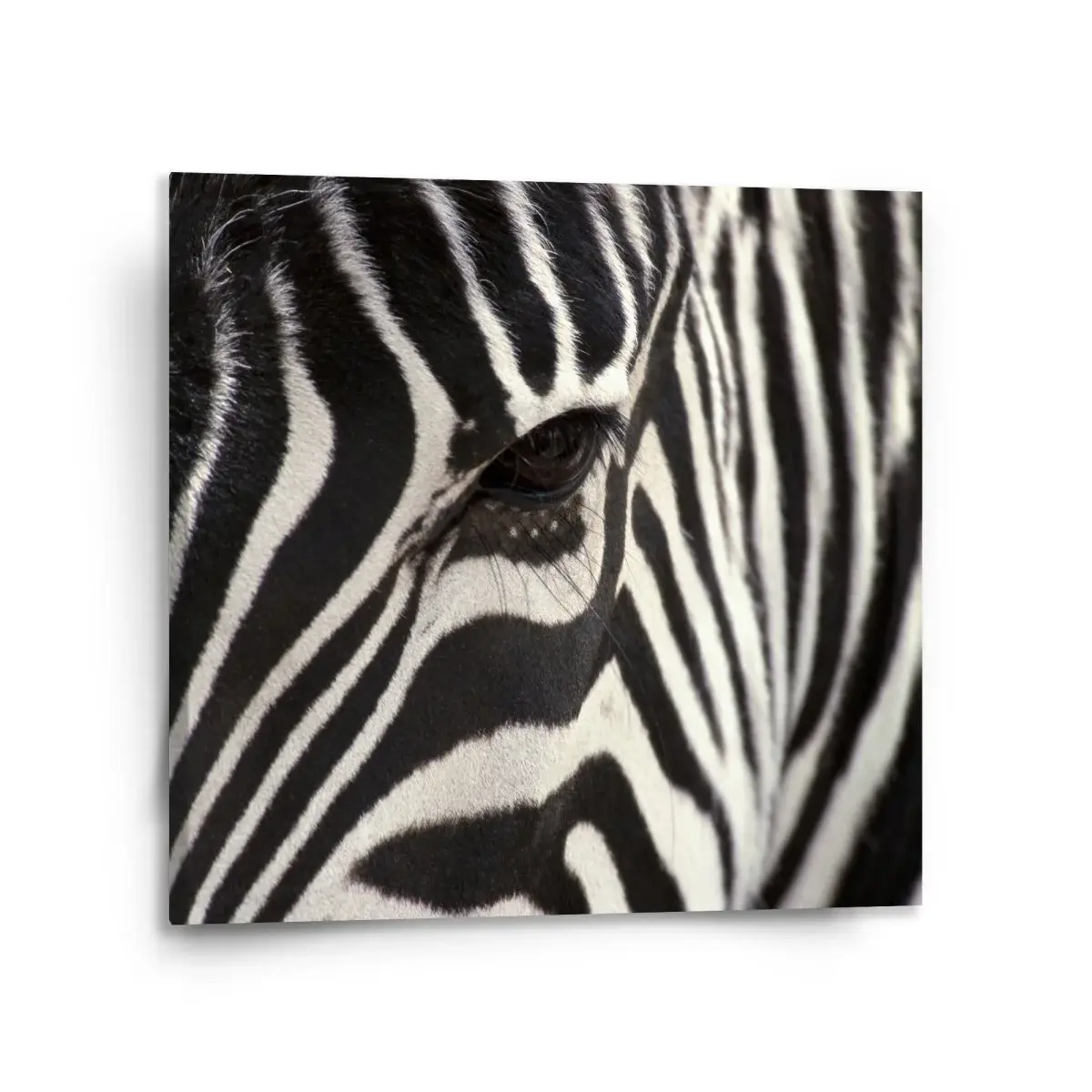 Obraz Detail zebra - 110x110 cm