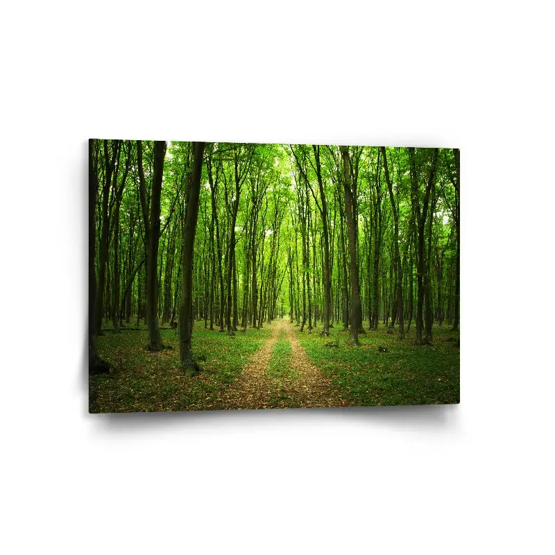 Obraz Cesta v lese - 120x80 cm