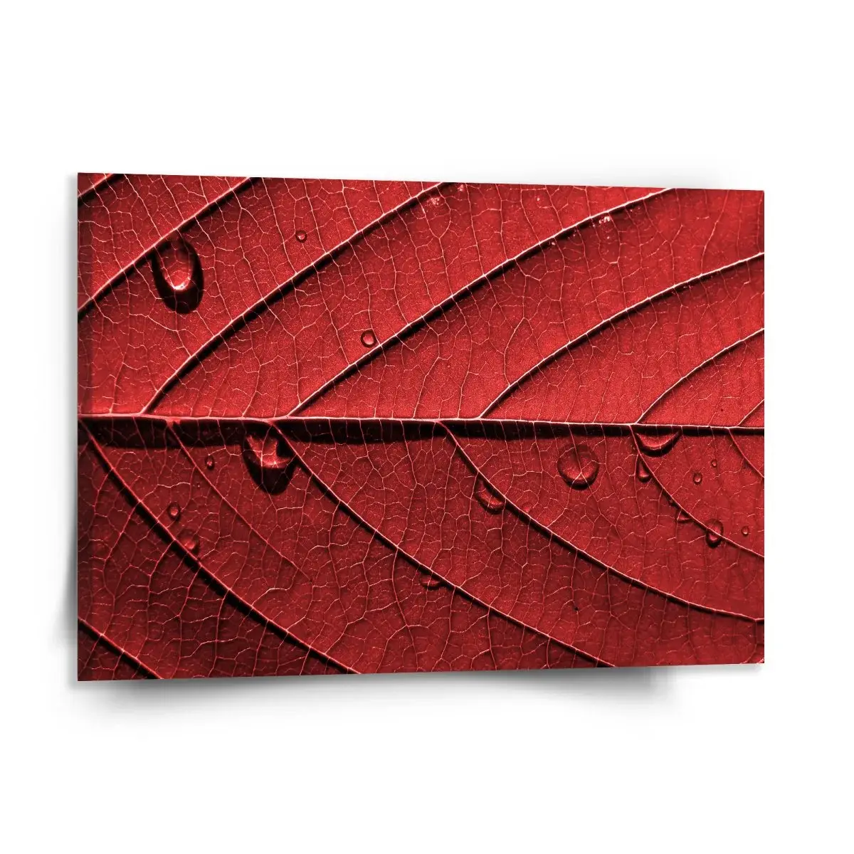 Obraz Červený list - 150x110 cm