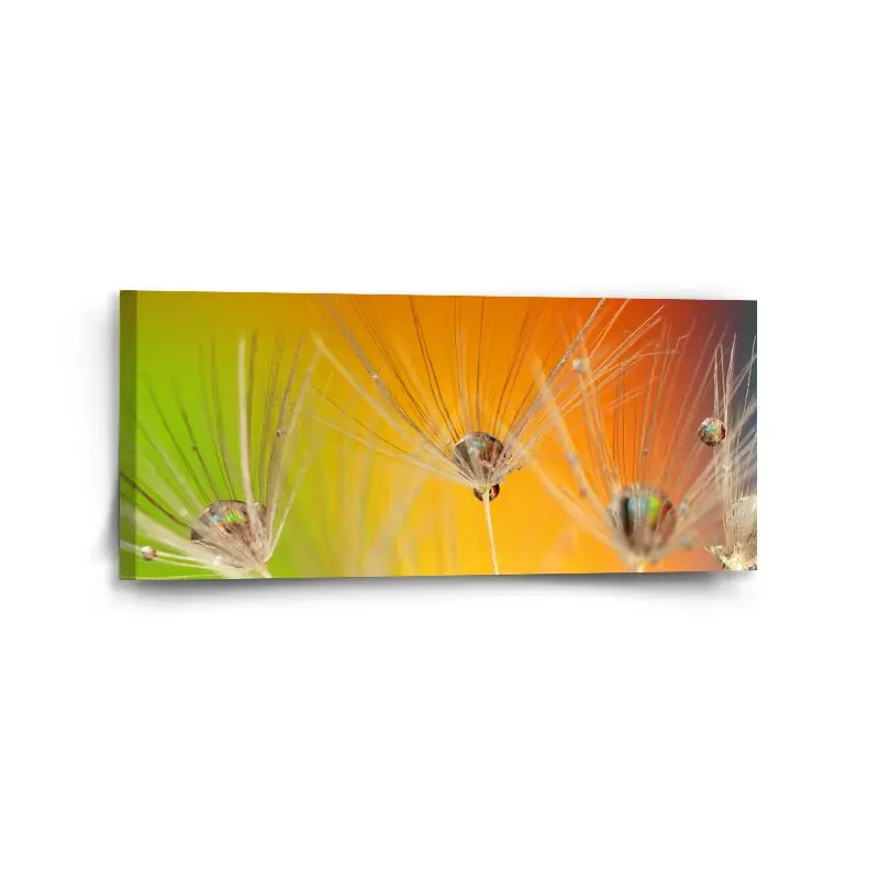 Obraz Odkvetlé pampelišky 2 - 110x50 cm