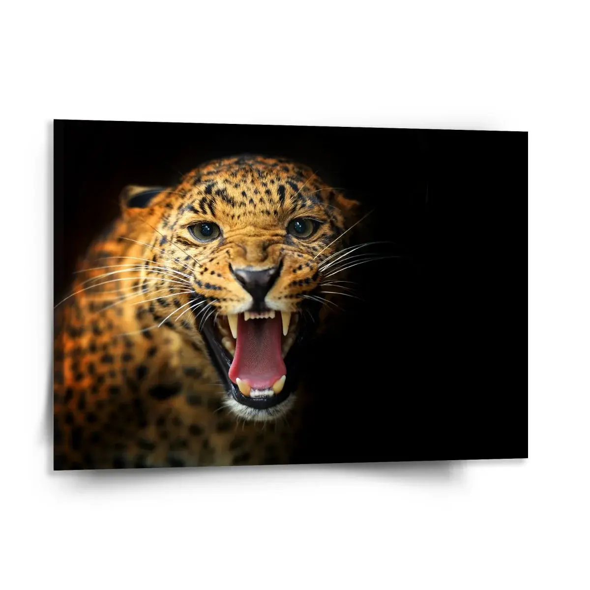 Obraz Gepard 2 - 150x110 cm
