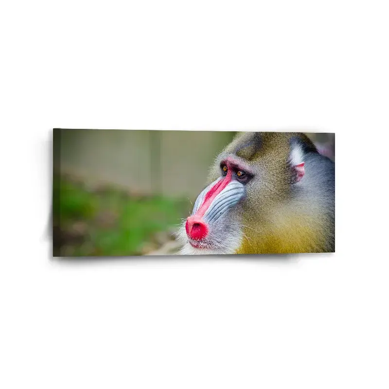Obraz Mandril - 110x50 cm