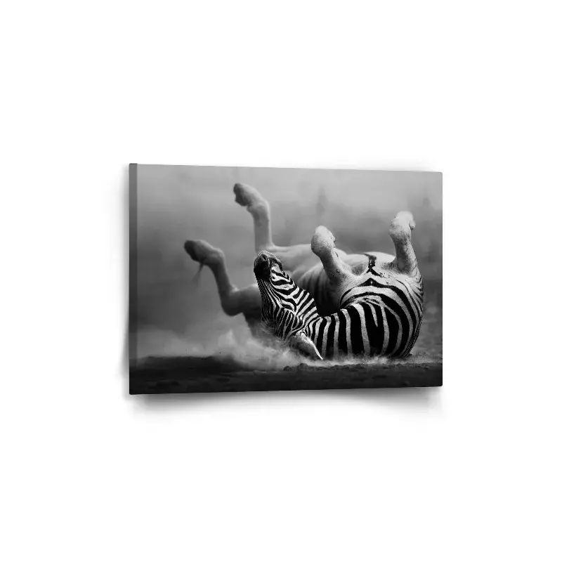 Obraz Válející se zebra - 60x40 cm