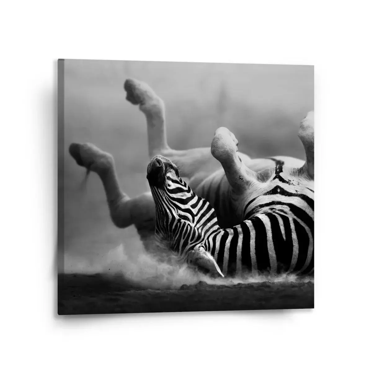 Obraz Válející se zebra - 110x110 cm