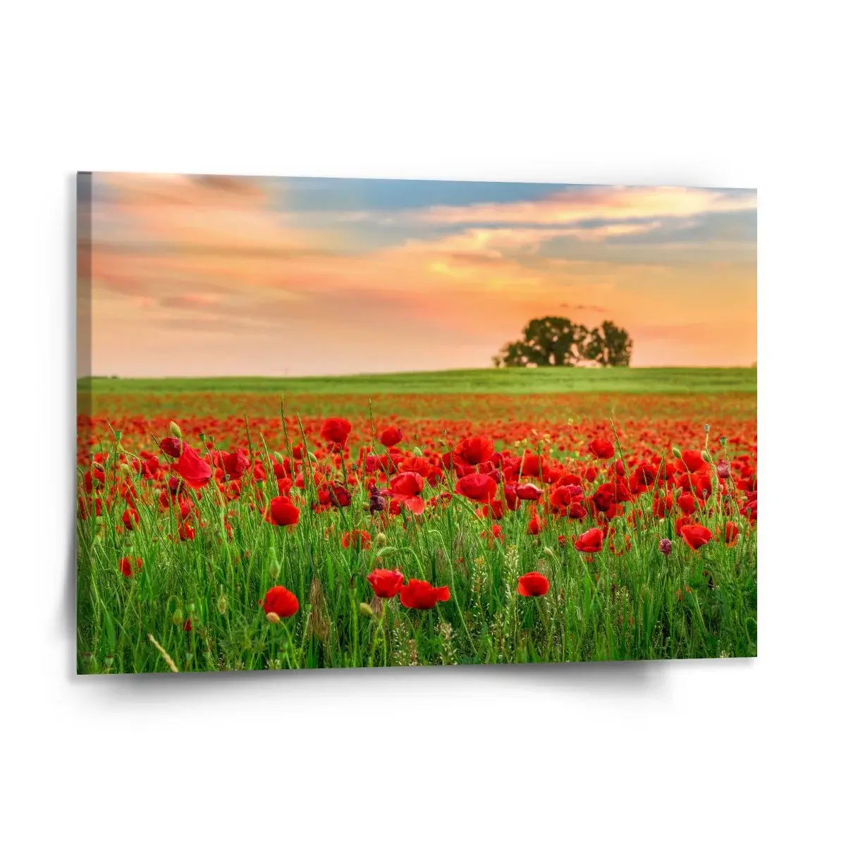 Obraz Pole vlčích máků 2 - 150x110 cm