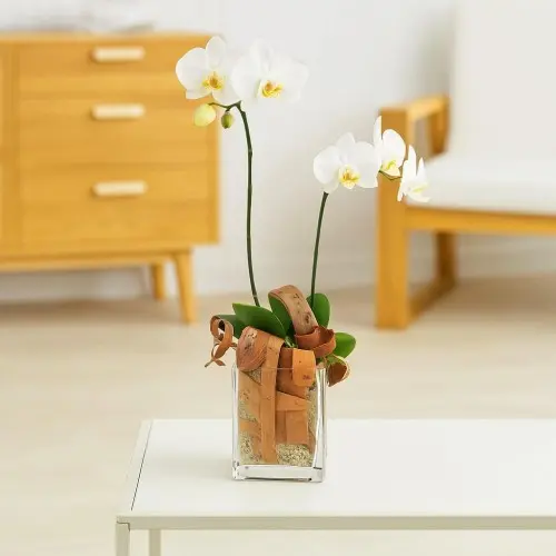Orchidej bílá Phalenopsis v květináči