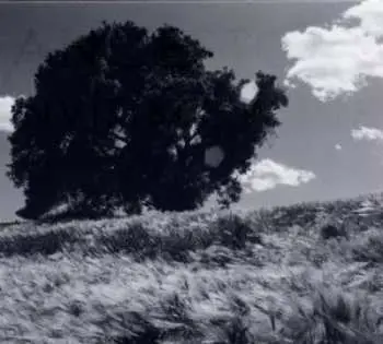 CD Ancestors: Invisible White
