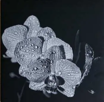 LP Assorted Orchids: Assorted Orchids CLR | LTD