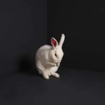 LP Brume: Rabbits