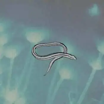 LP Crooked Fingers: Bring On The Snakes