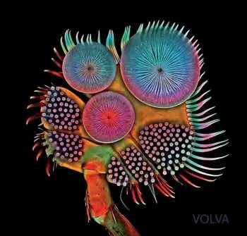CD Echolot: Volva