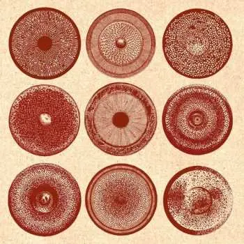 CD Ensemble Nist-nah: Spilla