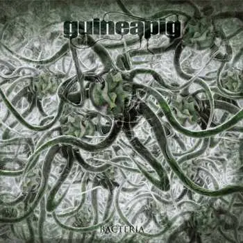 LP Guineapig: Bacteria