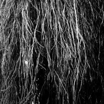 LP Merzbow: Nocturnal Rainforest