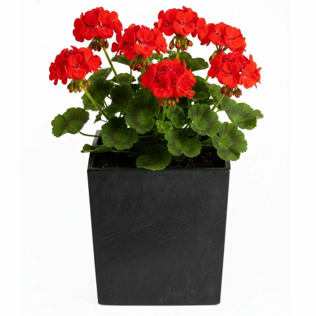 HowHomely Květináč FLORE Beton 30,5x29,5x29,5 cm černý
