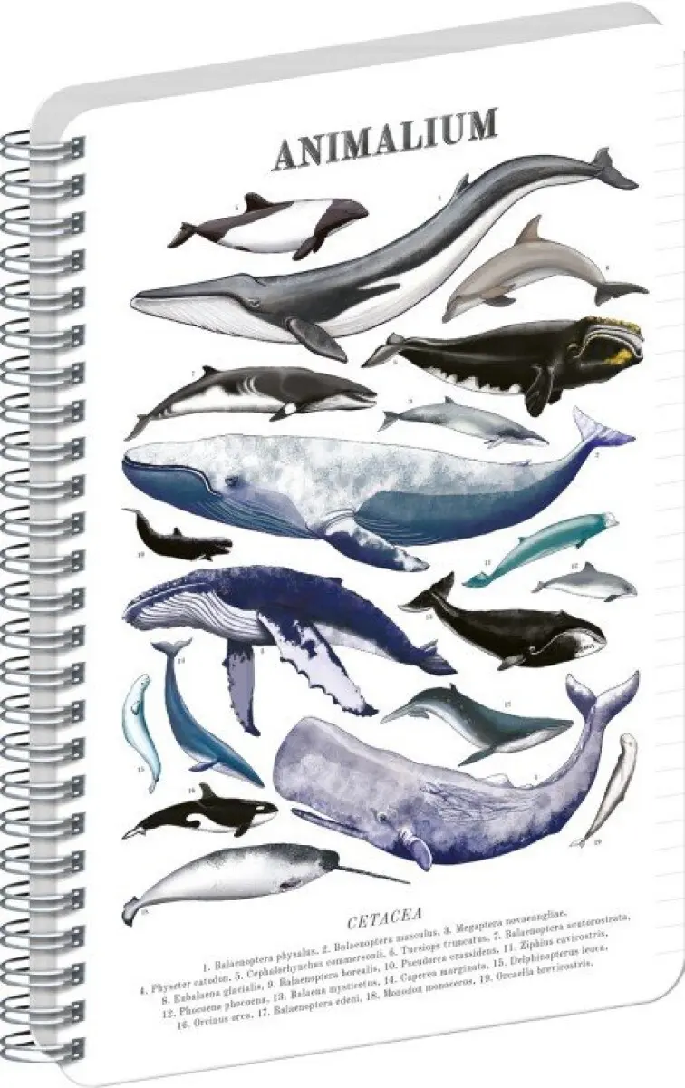 Spirálový blok Animalium – Pod mořem, linkovaný, A5