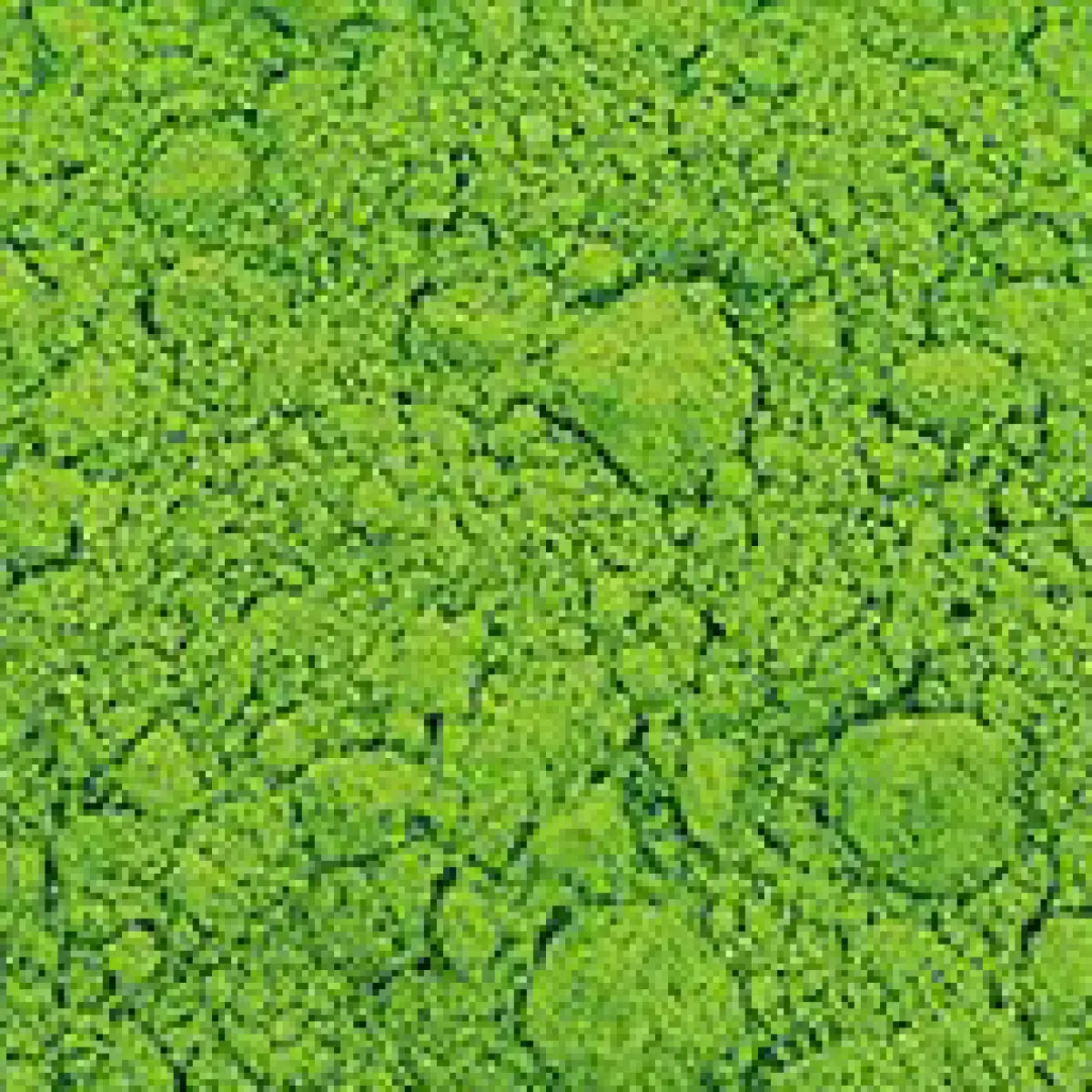 Pigment Zlatá loď 100g – 44500 Kadmiová zeleň světlá (PW21, PY35, PB15:3)