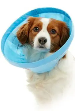 Límec ochranný Buster Soft Flex Collar 10cm